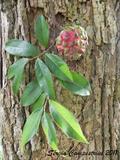 Duguetia lanceloata